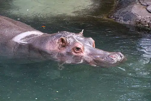 Hippopotamus amphibius dans son bain.