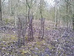 Les jeunes plants d'Homme-Pendu sont protégés des lapins et des lièvres avec des manchons grillagés.