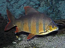 Distichodus sexfasciatus (Distichodontidae)