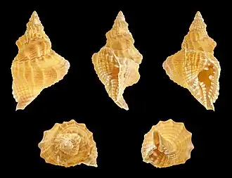 Distorsio kurzi (Personidae).