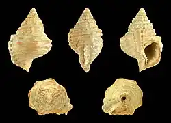 Distorsio septemdentata