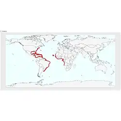 Aire de répartition de C. chrysurus d'après l'UICN (2024).