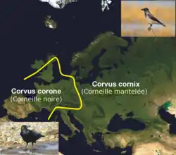 Carte de répartitione européenne, avec une ligne de démarcation passant sous l'Irlande, remontant par le sud de l'Écosse, descendant par l'est de l'Allemagne, coupant l'Italie au sud de l'arc alpin et se terminant au nord de la Corse.