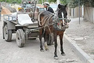 Image illustrative de l’article Cheval en Irak