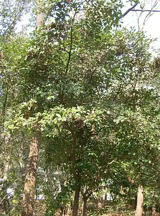 Description de cette image, également commentée ci-après