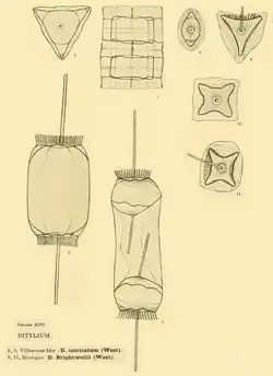 Ditylium intricatum West.Ditylium Brightwellii West