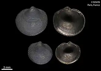 Divalinga quadrisulcata.