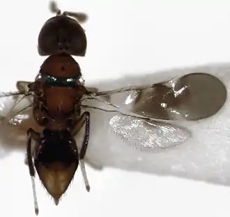 Description de l'image Diversinervus.jpg.