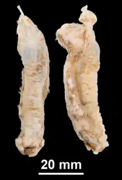 Peniagone saveljevae