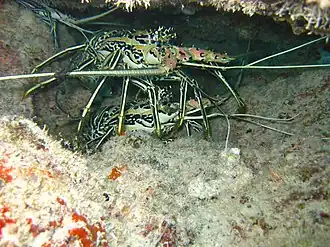 Des langoustes bleues (Panulirus versicolor)