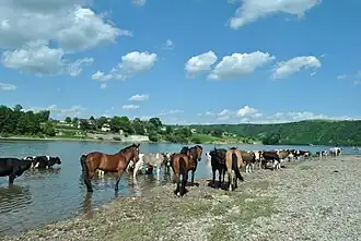 Chevaux, réserve naturelle