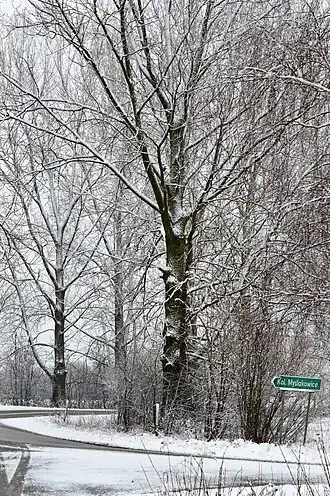 Myślakowice-Kolonia