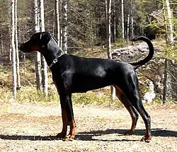 Dobermann.