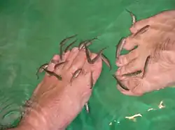 Plusieurs Garra rufa mangent les peaux mortes des pieds plongés dans leur bassin