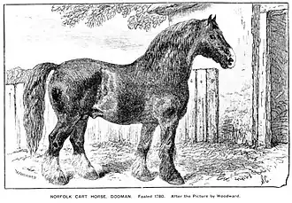 Gravurenoir et blanc d'un grand cheval noir vu de profil.