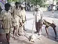 Capture de chiens par les employés d'état, 2009 en Inde