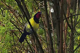 Description de cette image, également commentée ci-après