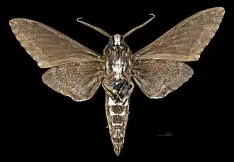 Revers du mâle (coll.MHNT)