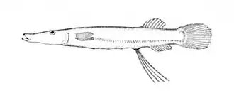 Description de l'image Dolichopteryx longipes.jpg.