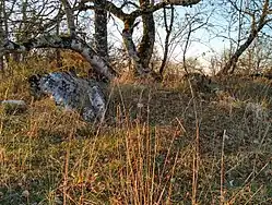 Dolmen de la Terre no&nbsp;1