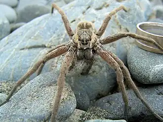 Description de l'image Dolomedes aquaticus.jpg.