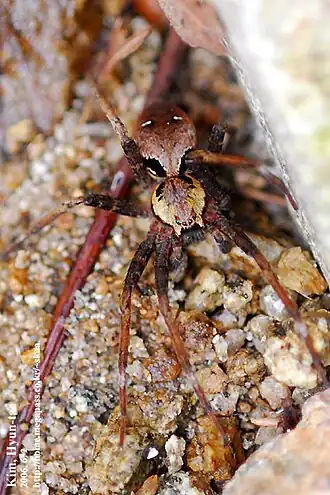Description de l'image Dolomedes nigrimaculatus 2756411.jpg.