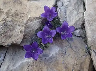 Description de l'image Dolomiten-Glockenblume - Weg zur Rotwandhütte (541) - 3. Tag Rosengarten-Tour (9653654158).jpg.