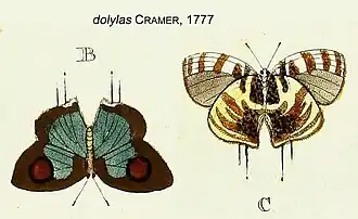 Description de l'image DolylasCramer1777OD.jpg.