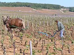 Labour traditionnel au cheval de trait