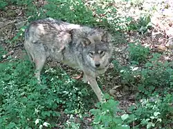 Loup dans le parc animalier du Domaine des grottes de Han.