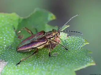 Description de l'image Donacia aquatica 01.JPG.