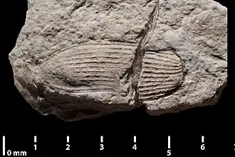 Contre-empreinte en lumière indirecte.