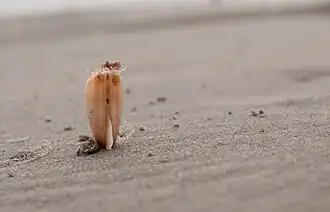 Bivalve posé à la verticale sur le sable d'une plage avec la mer en fond, le pied légèrement sorti de la coquille et pénétrant dans le sable.
