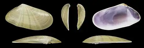 Donax trunculus anatinusvalve droite