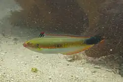 Une girelle royale sur les côtes du Portugal.