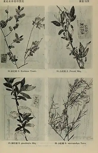 Description de l'image Dong bei mu ben zhi wu tu zhi (1955) (20369836434).jpg.