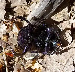 Geotrupes stercorarius vu de dessous.