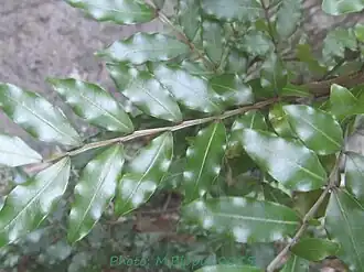 Description de l'image Doratoxylon apetalumAlectryon ferrugineum-1.jpg.