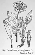 Doronicum plantagineum Planche botanique (1924).