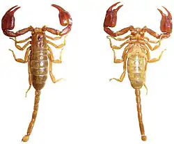 Euscorpius avcii