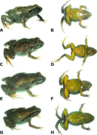 Description de l'image Dorsolateral and ventral views of four paratypes of Psychrophrynella chirihampatu sp. n. showing variation in dorsal and ventral coloration.png.