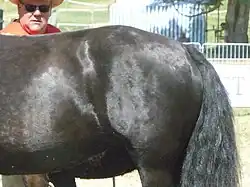 Bas du dos et croupe, vus de profil