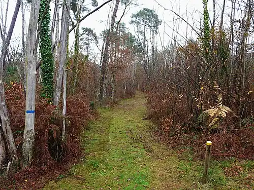 La forêt de la Double entre le Moulin de Beauronne et le bourg de Douzillac.
