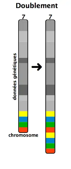Duplication chromosomique
