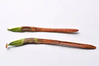 Galles + Attaque fongique