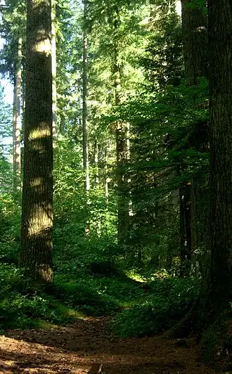 Douglas plantés à la fin du XIXe siècle en Corrèze, France.