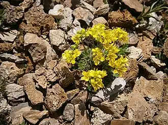 Description de l'image Draba hoppeana 001.jpg.