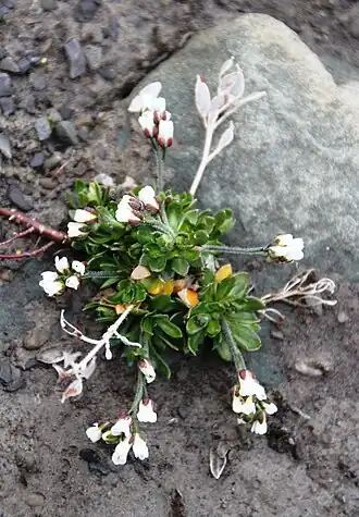 Draba norvegica près de Longyearbyen (Spitzberg)