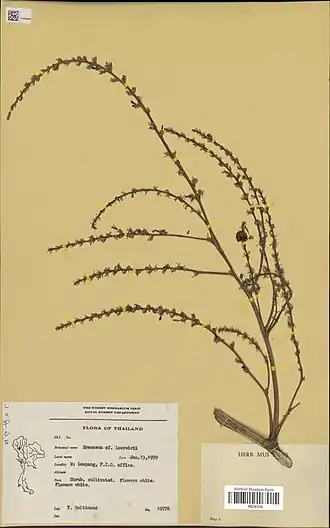 Description de l'image Dracaena loureiroi (Lour.) Gagnep.(MNHN P02161210).jpg.