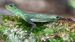 Lézard volant (dragon volant) Draco blanfordii.